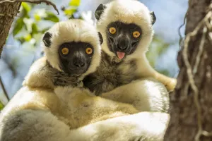 2019 september highlights/deckens sifaka propithecus deckenii 2019 september highlights/deckens sifaka propithecus deckenii