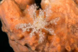 Decorator crab (unidentified) on Soft Coral at night. Due to the heavy decoration Decorator crab (unidentified) on Soft Coral at night. Due to the heavy decoration