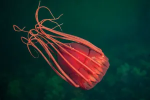 Deep sea jellyfish (Periphylla periphylla), Trondheimsfjord, Norway, July Deep sea jellyfish (Periphylla periphylla), Trondheimsfjord, Norway, July