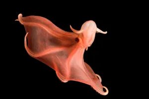 Deepsea cirrate octopod {Stauroteuthis syrtensis} 830m, Gulf of Maine, Atlantic Deepsea cirrate octopod {Stauroteuthis syrtensis} 830m, Gulf of Maine, Atlantic