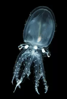 Images Dated 17th November 2007: Deepsea pelagic octopod (Vitreledonella richardi) Atlantic ocean