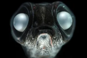 Deepsea smelt {Bathylagus antarcticus}, found in all the southern oceans as far south as Deepsea smelt {Bathylagus antarcticus}, found in all the southern oceans as far south as