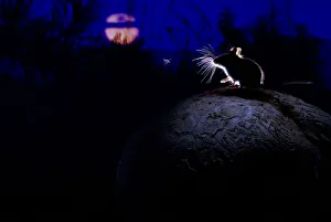Deer mouse (Peromyscus maniculatus) on giant puffball mushroom, watching mosquito in the moonlight Deer mouse (Peromyscus maniculatus) on giant puffball mushroom, watching mosquito in the moonlight