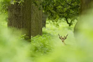 DELETE DUPLICATE - Fallow deer (Dama dama) in woodland clearing, Cheshire, UK August DELETE DUPLICATE - Fallow deer (Dama dama) in woodland clearing, Cheshire, UK August