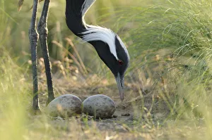 Demoiselle crane (Anthropoides virgo) tending two eggs in its nest, Cherniye Zemli Demoiselle crane (Anthropoides virgo) tending two eggs in its nest, Cherniye Zemli