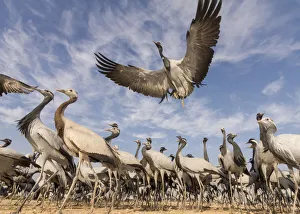 Demoiselle crane (Anthropoides virgo) low angle view of birds flying and landing Demoiselle crane (Anthropoides virgo) low angle view of birds flying and landing