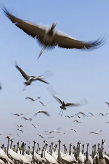 Demoiselle crane (Anthropoides virgo) flock taking flight during winter migration Demoiselle crane (Anthropoides virgo) flock taking flight during winter migration