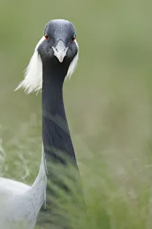Demoiselle crane (Anthropoides virgo) portrait, Cherniye Zemli (Black Earth) Nature Reserve Demoiselle crane (Anthropoides virgo) portrait, Cherniye Zemli (Black Earth) Nature Reserve