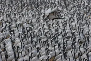 Demoiselle crane (Grus virgo or Anthropoides virgo), large flock at their wintering site Demoiselle crane (Grus virgo or Anthropoides virgo), large flock at their wintering site