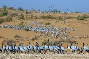 Demoiselle cranes (Anthropoides virgo) at wintering site, Thar desert, on sand dune Demoiselle cranes (Anthropoides virgo) at wintering site, Thar desert, on sand dune