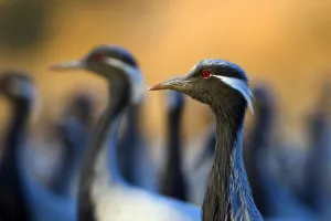Demoiselle cranes (Anthropoides virgo) flock, India Demoiselle cranes (Anthropoides virgo) flock, India
