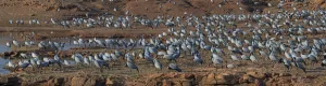 Demoiselle cranes (Grus / Anthropoides virgo), large flock, at their wintering site Demoiselle cranes (Grus / Anthropoides virgo), large flock, at their wintering site