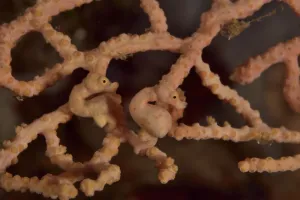 Two Denise seahorses (Hippocampus denise) on a seafan / gorgonian with a male pregnant Two Denise seahorses (Hippocampus denise) on a seafan / gorgonian with a male pregnant