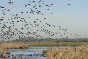 Dense flock of Common teal (Anas crecca) with a few Wigeon (Anas penelope Dense flock of Common teal (Anas crecca) with a few Wigeon (Anas penelope