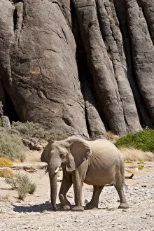 Desert african elephant (Loxodonta africana) in the Namib Desert, Damaraland, Namibia Desert african elephant (Loxodonta africana) in the Namib Desert, Damaraland, Namibia