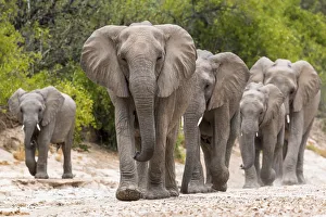Desert dwelling African elephants (Loxodonta africana) matriarch leading her family Desert dwelling African elephants (Loxodonta africana) matriarch leading her family