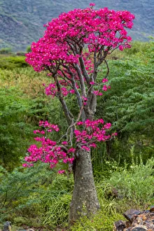 Desert rose (Adenium obesum) tree in flower, Bogoria Game Reserve, Kenya Desert rose (Adenium obesum) tree in flower, Bogoria Game Reserve, Kenya