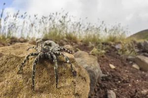 Deserta Grande wolf spider (Hogna ingens), Deserta Grande, Madeira, Portugal. Critically endangered Deserta Grande wolf spider (Hogna ingens), Deserta Grande, Madeira, Portugal. Critically endangered