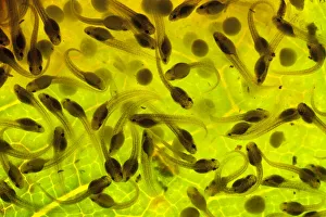 Developing eggs of Spotted reed frog (Hyperolius puncticulatus) at day 8 Developing eggs of Spotted reed frog (Hyperolius puncticulatus) at day 8