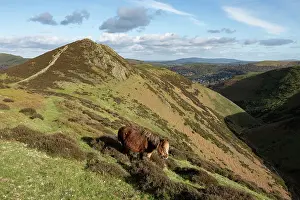Devil's Mouth Print featuring a Welsh Mountain pony in the Shropshire Hills