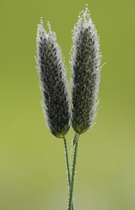 Dew covered grasses (possibly lesser catstail?), flower heads, Tamar lakes, Cornwall, UK Dew covered grasses (possibly lesser catstail?), flower heads, Tamar lakes, Cornwall, UK