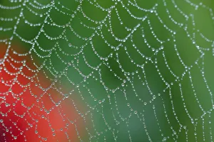 Dew on spiderweb with Common poppy (Papaver rhoeas) in the background, Sierra de Dew on spiderweb with Common poppy (Papaver rhoeas) in the background, Sierra de