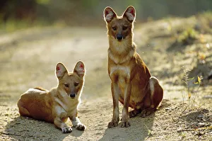 Dhole / Indian wild dog {Cuon alpinus} Kanha NP, India Dhole / Indian wild dog {Cuon alpinus} Kanha NP, India