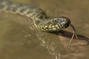 Dice snake (Natrix tessellata) near water, Bulgaria, May 2008 Dice snake (Natrix tessellata) near water, Bulgaria, May 2008