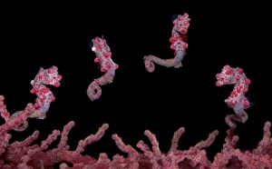 A digital composite of a Pygmy Seahorse (Hippocampus bargibanti A digital composite of a Pygmy Seahorse (Hippocampus bargibanti