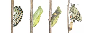 Digital composite of Swallowtail butterfly (Papilio machaon) caterpillar, pupa, chrysalis and emerging adult Digital composite of Swallowtail butterfly (Papilio machaon) caterpillar, pupa, chrysalis and emerging adult