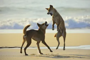 Dingo (Canis lupus dingo) fighting on a beach. Fraser Island UNESCO World Heritage Site Dingo (Canis lupus dingo) fighting on a beach. Fraser Island UNESCO World Heritage Site
