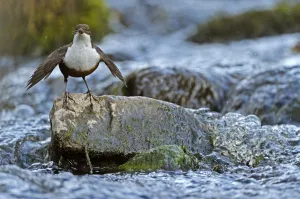 Dipper (Cinclus cinclus) portrait facing camera, standing on exposed stone in fast Dipper (Cinclus cinclus) portrait facing camera, standing on exposed stone in fast