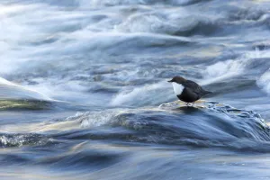 Dipper (Cinclus cinclus) in river, Finland, March Dipper (Cinclus cinclus) in river, Finland, March