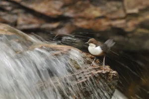 Dipper (Cinclus cinclus) on rock in stream. Perthshire, Scotland, May Dipper (Cinclus cinclus) on rock in stream. Perthshire, Scotland, May