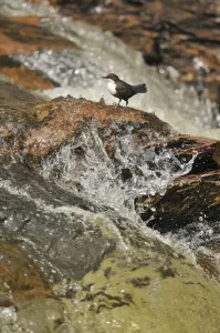 Dipper (Cinclus cinclus) on rock in stream. Perthshire, Scotland, May Dipper (Cinclus cinclus) on rock in stream. Perthshire, Scotland, May