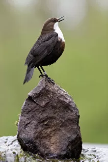 Images Dated 20th April 2007: Dipper (Cinclus cinclus) singing from prominent rock in breeding season, Derbyshire, UK