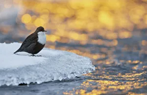 Dipper (Cinclus cinclus) standing on ice at waters edge, at sunset Dipper (Cinclus cinclus) standing on ice at waters edge, at sunset