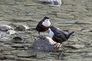 White Throated Dipper Prints: Dippers (Cinclus cinclus) pair, standing in stream, Upper Bavaria, Germany. April
