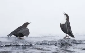 Dippers (Cinclus cinclus) standing on ice, ready to fight over feeding territory, Kuusamo, Finland, February Dippers (Cinclus cinclus) standing on ice, ready to fight over feeding territory, Kuusamo, Finland, February