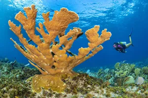 Diver approaches a large colony of Elkhorn coral (Acropora palmata Diver approaches a large colony of Elkhorn coral (Acropora palmata