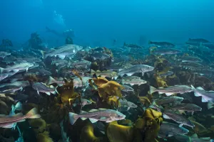 Diver swimming with an aggregation of Cod (Gadus morhua) over a kelp forest Diver swimming with an aggregation of Cod (Gadus morhua) over a kelp forest