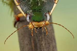 Diving beetle (Cybister lateralimarginalis) female, Europe, May, controlled conditions Diving beetle (Cybister lateralimarginalis) female, Europe, May, controlled conditions