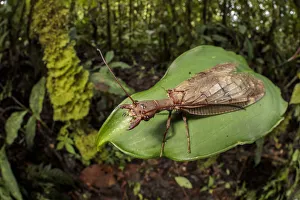 Dobsonfly female (Corydalinae) in cloud forest, Manu Biosphere Reserve, Peru Dobsonfly female (Corydalinae) in cloud forest, Manu Biosphere Reserve, Peru