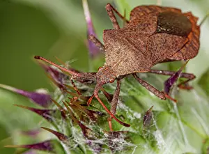 Coreus Marginatus Prints: Dock bug (Coreus marginatus) portrait, Podere Montecucco, Orvieto, Umbria, Italy. June