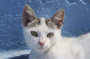 Domestic cat (Felis catus) kitten head portrait. Kokkari harbour, Samos, Eastern Sporades Domestic cat (Felis catus) kitten head portrait. Kokkari harbour, Samos, Eastern Sporades