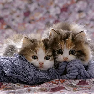 Domestic Cat kittens {Felis catus} 8-weeks, Tortoiseshell-and-white sisters Domestic Cat kittens {Felis catus} 8-weeks, Tortoiseshell-and-white sisters