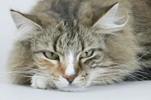 Domestic cat, Norwegian Forest / Skogkatt / Skaukatt / Weegie, tortoiseshell longhaired Domestic cat, Norwegian Forest / Skogkatt / Skaukatt / Weegie, tortoiseshell longhaired