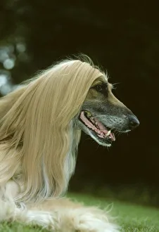 Domestic dog, Afghan Hound / Tazy / Baluchi Hound, head portrait Domestic dog, Afghan Hound / Tazy / Baluchi Hound, head portrait