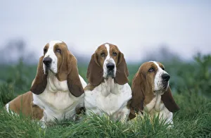 Domestic dog, three Basset Hounds outdoors Domestic dog, three Basset Hounds outdoors