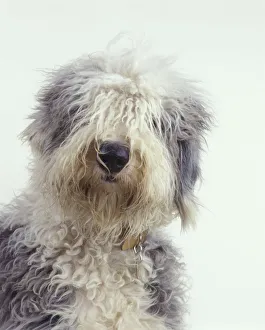 Domestic dog, Old English Sheepdog / Bobtail, studio portrait Domestic dog, Old English Sheepdog / Bobtail, studio portrait